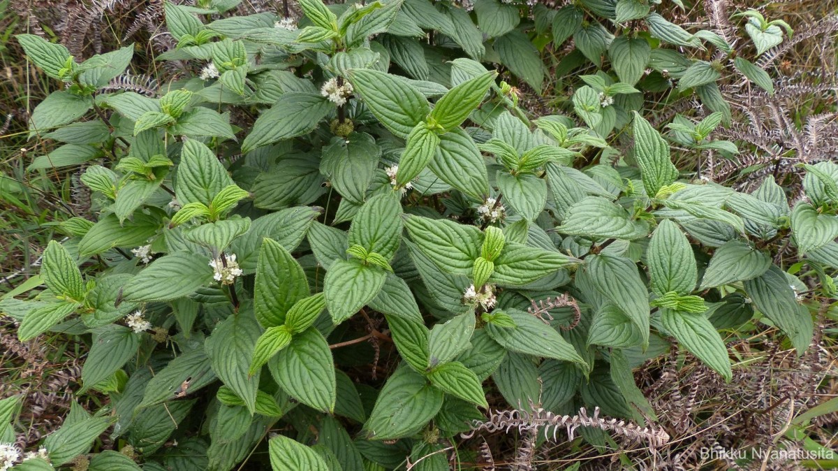 Hedyotis ceylanica N.Wikstr. & Neupane